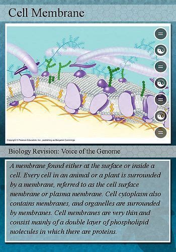 ⭐ Beetroot membrane permeability. Beetroot Cell Membrane Permeability Experiment. 2022-11-21