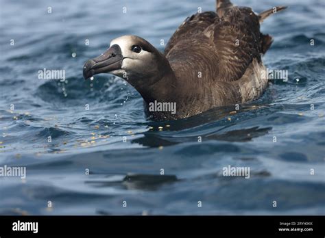 The black-footed albatross (Diomedea or Phoebastria nigripes) is a large seabird of the ...