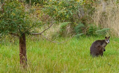 Cape Otway - Ein Koala Paradies - Nirgendwo in Australien gibt es mehr ...