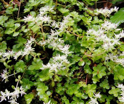 Best plants for a green roof: 9 options to try | Homes & Gardens