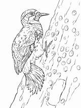Hairy Woodpecker Coloring Page  Free Printable Pages For Kids sketch template