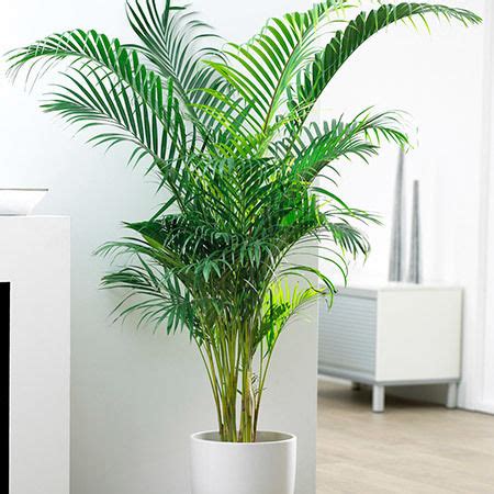 Areca Palms Indoor Plant at Best Price in Chennai | Vgm Green Garden