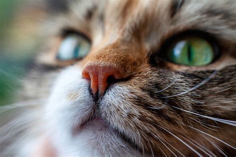 Runny Nose in Cats: 8 Causes to Consider