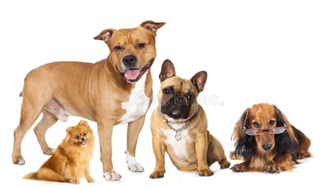 Group of dogs stock image. Image of pedigreed, shar, bulldog - 27118867