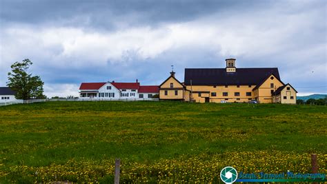 Scenic Vermont - A field of dandelions in East Montpelier