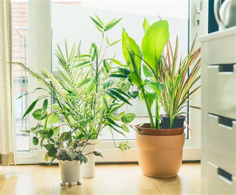 How Many Houseplants Clean The Air: Recommended Number Of Plants Per Room