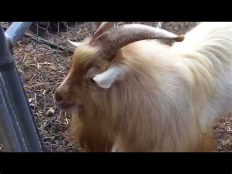 Crazy goat making funny sounds - YouTube