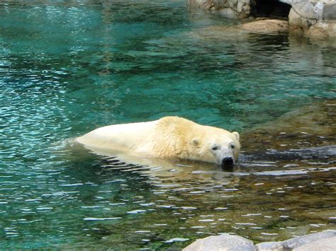 Beautiful polarbear. Photograph by my daughter Selina at Seaworld, Gold ...