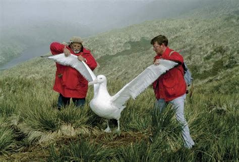 Rules of the Jungle: Interesting Facts about Albatross Birds