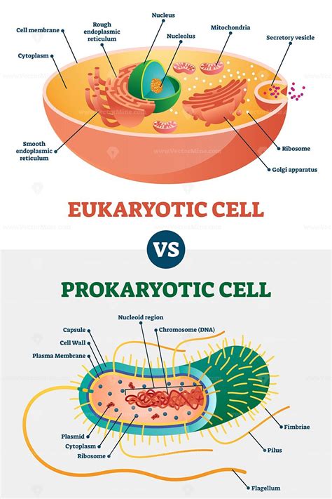 How To Identify A Prokaryotic Cell