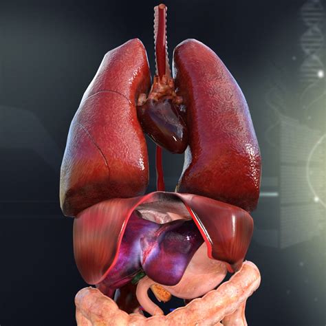 Human Anatomy Woman Organs - Female Upper Body Anatomy Photograph By Sebastian Kaulitzki/science ...