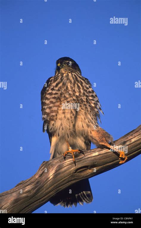 Juvenile sharp shinned hawk hi-res stock photography and images - Alamy