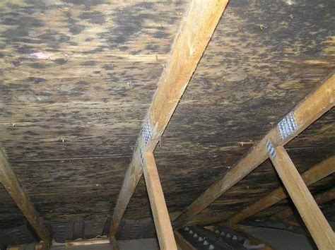 Black Mold in Attic - Causes, Prevention, Removal