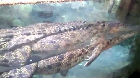 Dubai Mall Aquarium - The KING CROC - YouTube