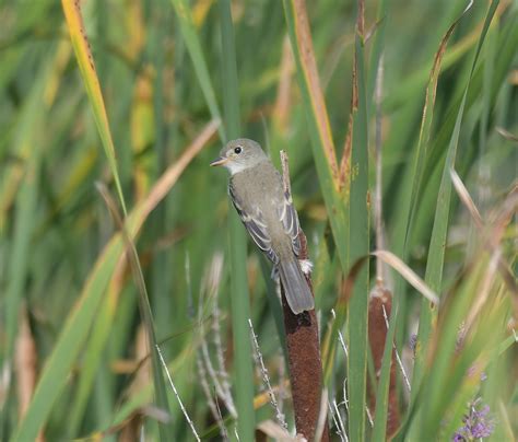 ML476782771 Alder/Willow Flycatcher (Traill's Flycatcher) Macaulay Library