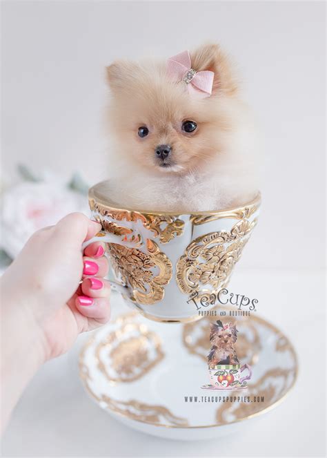 Gorgeous Little Pomeranian Puppies for Sale | Teacup Puppies & Boutique