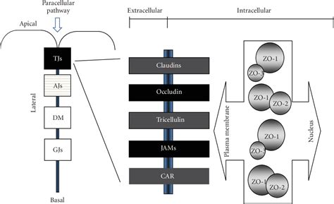 Figure 1 from The Dual Role of Zonula Occludens (ZO) Proteins ...