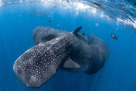 Whale sharks team up to hunt with other predators in rare video