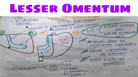 Lesser Omentum Contents