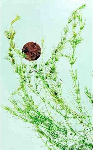 Chara sp. photograph | Aquatic Plant Identification Manual for Washington's Freshwater Plants ...