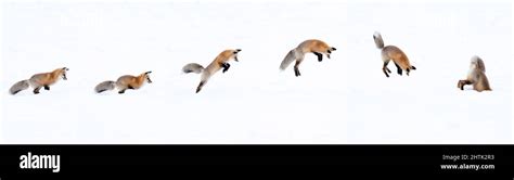 Fox jump snow hi-res stock photography and images - Alamy