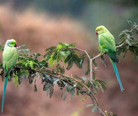 Parrots India – Bing Wallpaper Download