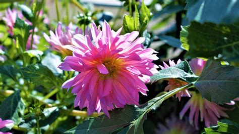 Moments, frozen in time ♡: SPECTACULAR DAHLIAS IN THE GARDEN