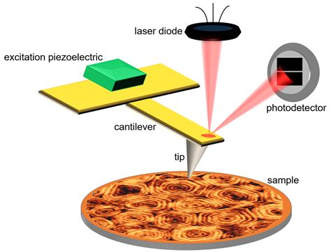 High-Speed Atomic Force Microscopy: Probing the dynamics of biomolecules – Biofísica