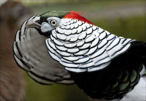 Hatuni Sülün - Lady Amherst Pheasants (Chrysolophus amherstiae) | Kuş ...