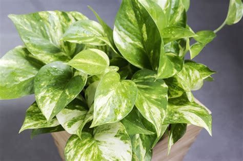 Is Golden Pothos Poisonous to Cats and Dogs?