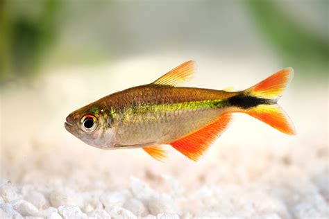 Hemigram. caudovittatus – Ruitenvlekzalm – Aquarium Neon