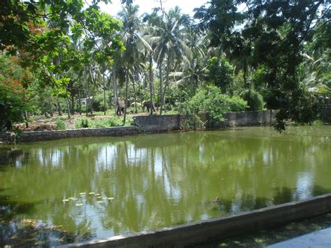 Guruvayoor Temple's Elephant Sanctuary | Punnathurkotta or P… | Flickr