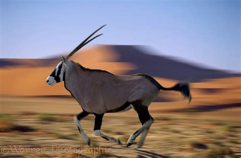 Oryx in motion photo WP00038