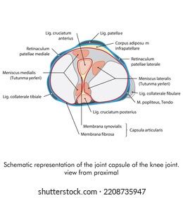 Knee Joint Capsule Proximal View Synovial Stock Vector (Royalty Free ...