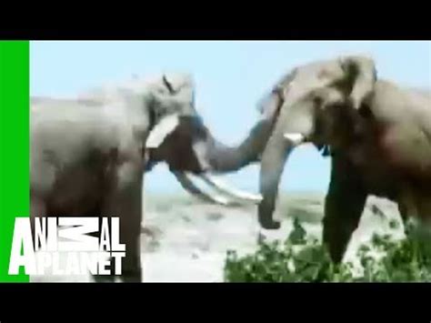 Animal Face-Off: Gorilla vs. Leopard - Animals video - Fanpop