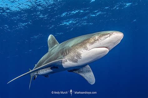 Oceanic Whitetip Shark 028 | Sharks and Rays