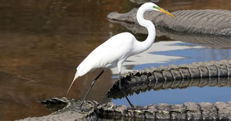 Great Egret Identification, All About Birds, Cornell Lab of Ornithology