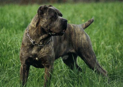 Brindle Cane Corsos were used primarily for hunting, as the pattern ...