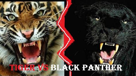 Tiger Vs Panther