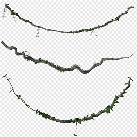 Vines, Jungle, Leaves, Wooden, Forest, Rainforest, png | PNGWing