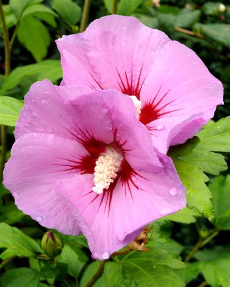 Althea - planting, pruning, and advice on caring for it, propagation, blooms