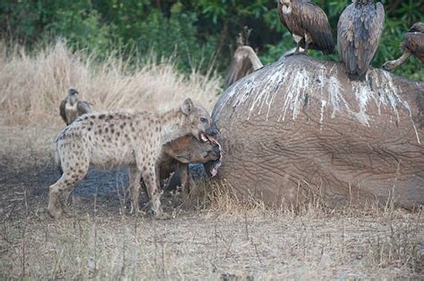 540+ Hyenas Eating Stock Photos, Pictures & Royalty-Free Images - iStock