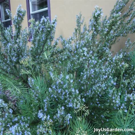 Uses for Rosemary: How to Enjoy this Aromatic Plant