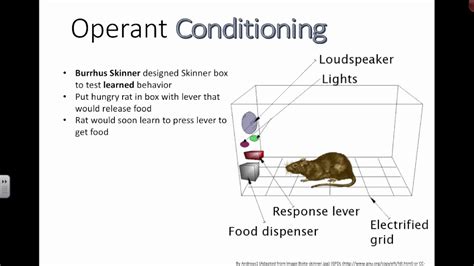 Describe Operant Conditioning in Your Own Words - Rubi-has-Graves