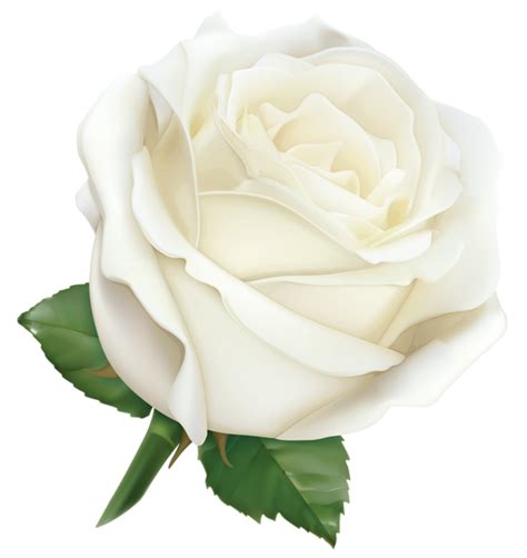 Rose PNG transparent image download, size: 566x600px