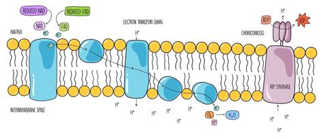 Electron Transport Chain Diagram Cellular Respiration