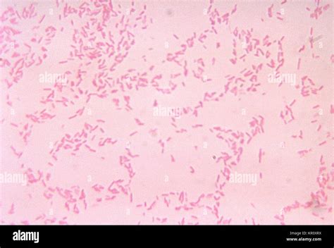 Bacteroides High Resolution Stock Photography and Images - Alamy