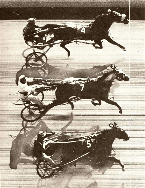 the front page of the internet | Harness racing, Thoroughbred horse racing, Standardbred horse