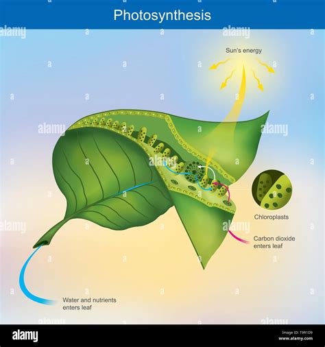 Photosynthesis is a process by plants and other organisms use to ...