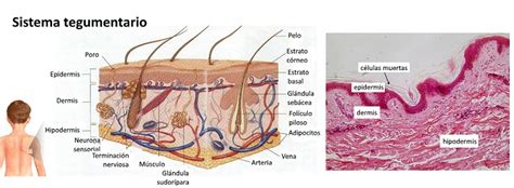 Anatomía del sistema tegumentario - Cuerpo humano